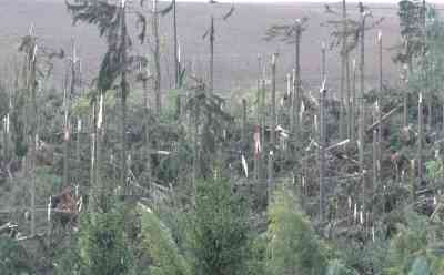 (Sturm extrem, Tornado) Nach Orkan Fabienne: enorme Waldschäden, Aufräumarbeiten dauern an, Drohnenaufnahmen vom völlig zerstörten Wald: Feuerwehr noch immer im Einsatz, Wege versperrt, Bagger und Kettensägen im Einsatz