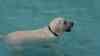 Hunderte Hunde stürmen Freibad: Vierbeiner beenden Super-Sommersaison – Nach Hitzesommer erobern nun zahlreiche Hunde das Schwimmbad in Reutlingen in einem der größten Freibäder Deutschlands, endlich wieder ein erfolgreiches Badejahr nach der Corona-Pandemie, O-Ton von Betreiber: Nach Rekordsommer - Hundeschwimmen im Freibad beendet die Sommerbadesaison in Deutschland