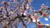 (UP) Frühling pur: Tausende Mandelbäume in Vollblüte – Mandelblüte pünktlich zu den traditionellen Pfälzer Mandelwochen, während viele Regionen Deutschlands noch winterlich sind, blüht der Südwesten auf, beeindruckende Drohnenbilder über dem Blütenmeer: Deutschlands Mandelblütenzeit ist gestartet: Ein Blütenmeer so weit das Auge reicht