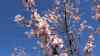 (UP) Frühling pur: Tausende Mandelbäume in Vollblüte – Mandelblüte pünktlich zu den traditionellen Pfälzer Mandelwochen, während viele Regionen Deutschlands noch winterlich sind, blüht der Südwesten auf, beeindruckende Drohnenbilder über dem Blütenmeer: Deutschlands Mandelblütenzeit ist gestartet: Ein Blütenmeer so weit das Auge reicht